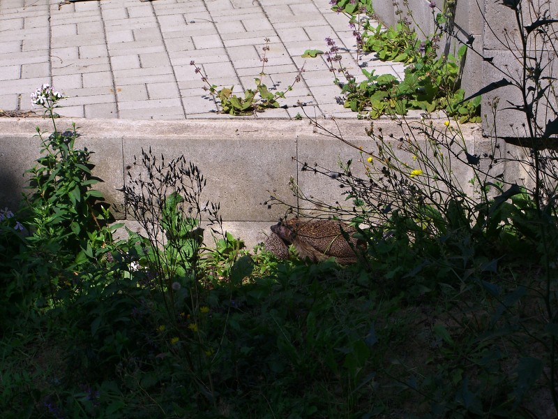 Ježčice s mládětem